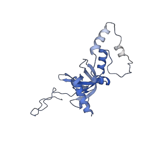 4137_5lzz_II_v1-3
Structure of the mammalian rescue complex with Pelota and Hbs1l (combined)