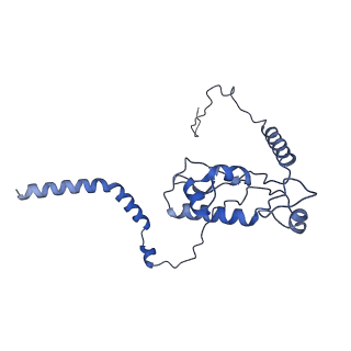 4137_5lzz_L_v1-3
Structure of the mammalian rescue complex with Pelota and Hbs1l (combined)