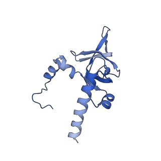 4137_5lzz_Y_v1-3
Structure of the mammalian rescue complex with Pelota and Hbs1l (combined)