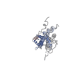 30028_6m02_C_v1-2
cryo-EM structure of human Pannexin 1 channel