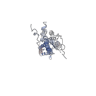 30028_6m02_D_v1-2
cryo-EM structure of human Pannexin 1 channel