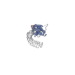 30029_6m04_A_v1-0
Structure of the human homo-hexameric LRRC8D channel at 4.36 Angstroms