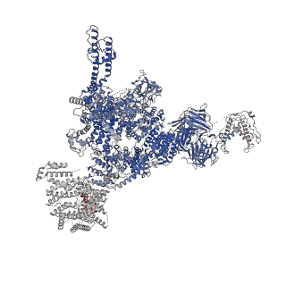 30067_6m2w_A_v1-1
Structure of RyR1 (Ca2+/Caffeine/ATP/CaM1234/CHL)