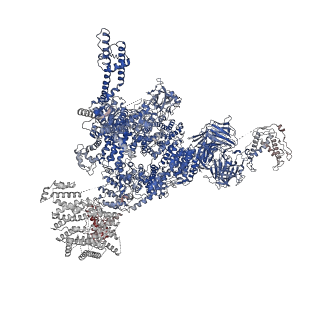 30067_6m2w_A_v1-2
Structure of RyR1 (Ca2+/Caffeine/ATP/CaM1234/CHL)