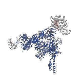 30067_6m2w_G_v1-2
Structure of RyR1 (Ca2+/Caffeine/ATP/CaM1234/CHL)