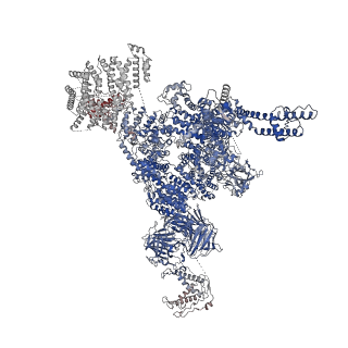 30067_6m2w_J_v1-1
Structure of RyR1 (Ca2+/Caffeine/ATP/CaM1234/CHL)