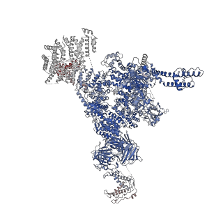 30067_6m2w_J_v1-2
Structure of RyR1 (Ca2+/Caffeine/ATP/CaM1234/CHL)