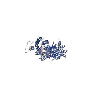 23653_7m3f_B_v1-2
Asymmetric Activation of the Calcium Sensing Receptor Homodimer
