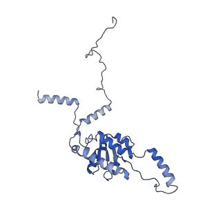 30108_6m62_G_v1-0
Cryo-Em structure of eukaryotic pre-60S ribosome subunit from Saccharomyces cerevisiae rpf2 delta 255-344 strain, C4 state.