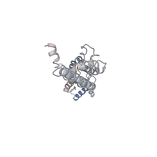 30114_6m66_E_v1-1
The Cryo-EM Structure of Human Pannexin 1