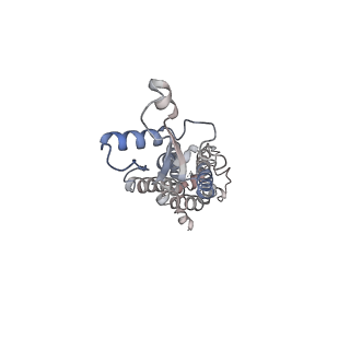 30115_6m67_F_v1-1
The Cryo-EM Structure of Human Pannexin 1 with D376E/D379E Mutation