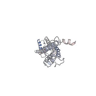 30116_6m68_B_v1-1
The Cryo-EM Structure of Human Pannexin 1 in the Presence of CBX