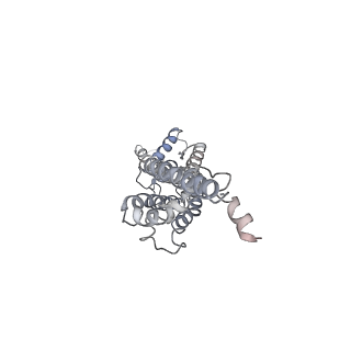 30116_6m68_C_v1-1
The Cryo-EM Structure of Human Pannexin 1 in the Presence of CBX