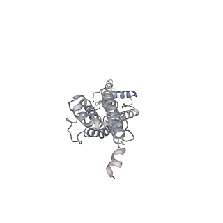 30116_6m68_D_v1-1
The Cryo-EM Structure of Human Pannexin 1 in the Presence of CBX