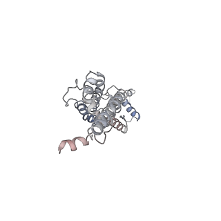 30116_6m68_E_v1-1
The Cryo-EM Structure of Human Pannexin 1 in the Presence of CBX