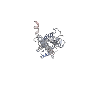 30116_6m68_G_v1-1
The Cryo-EM Structure of Human Pannexin 1 in the Presence of CBX