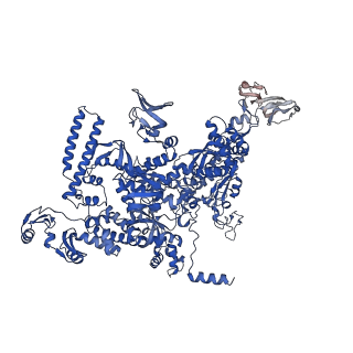 30119_6m6c_D_v1-1
CryoEM structure of Thermus thermophilus RNA polymerase elongation complex