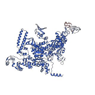 30119_6m6c_D_v1-2
CryoEM structure of Thermus thermophilus RNA polymerase elongation complex