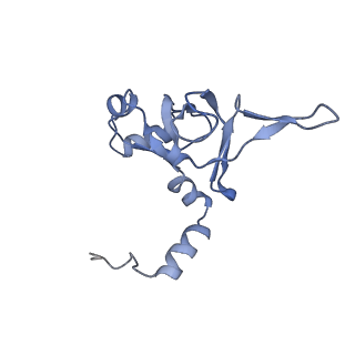 3461_5mc6_AK_v1-3
Cryo-EM structure of a native ribosome-Ski2-Ski3-Ski8 complex from S. cerevisiae