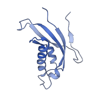 3461_5mc6_BC_v1-3
Cryo-EM structure of a native ribosome-Ski2-Ski3-Ski8 complex from S. cerevisiae