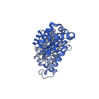 23763_7md2_C_v1-0
The F1 region of ammocidin-bound Saccharomyces cerevisiae ATP synthase