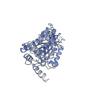 23764_7md3_E_v1-0
The F1 region of apoptolidin-bound Saccharomyces cerevisiae ATP synthase