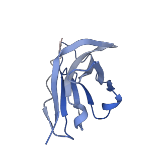 23779_7mdt_H_v1-1
BG505 SOSIP.v5.2 in complex with the monoclonal antibody Rh4O9.8 (as Fab fragment)