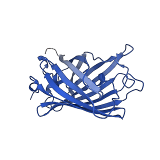 9104_6mdr_b_v1-4
Cryo-EM structure of the Ceru+32/GFP-17 protomer