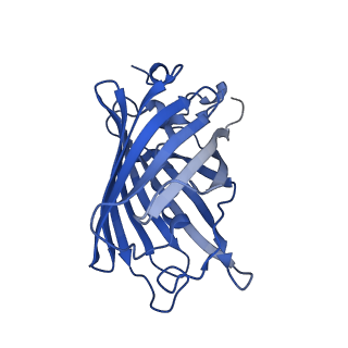 9104_6mdr_d_v1-4
Cryo-EM structure of the Ceru+32/GFP-17 protomer