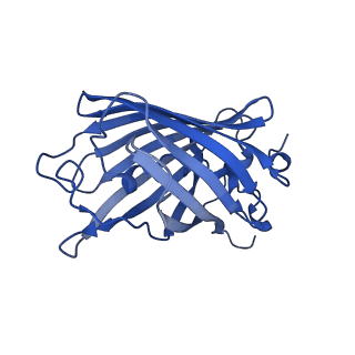 9104_6mdr_f_v1-3
Cryo-EM structure of the Ceru+32/GFP-17 protomer