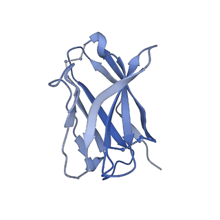 23816_7mfg_H_v1-2
Cryo-EM structure of the VRC310 clinical trial, vaccine-elicited, human antibody 310-030-1D06 Fab in complex with an H1 NC99 HA trimer