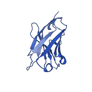 9114_6mhg_I_v1-0
Cryo-EM structure of the circumsporozoite protein of Plasmodium falciparum with a vaccine-elicited antibody reveals maturation of inter-antibody contacts