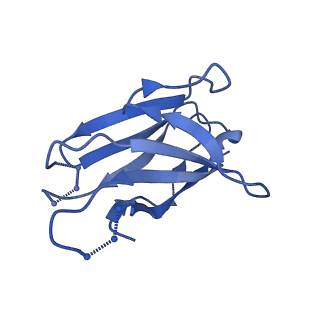 9114_6mhg_Q_v1-0
Cryo-EM structure of the circumsporozoite protein of Plasmodium falciparum with a vaccine-elicited antibody reveals maturation of inter-antibody contacts