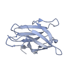 9114_6mhg_V_v1-0
Cryo-EM structure of the circumsporozoite protein of Plasmodium falciparum with a vaccine-elicited antibody reveals maturation of inter-antibody contacts