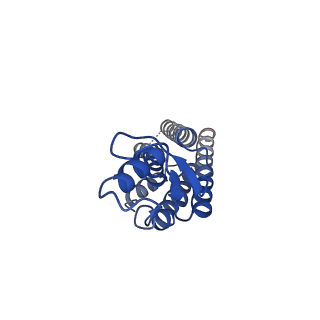 9116_6mhy_A_v1-4
Structure of connexin-50 intercellular gap junction channel at 3.4 angstrom resolution by cryoEM