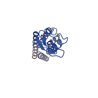 9116_6mhy_D_v1-4
Structure of connexin-50 intercellular gap junction channel at 3.4 angstrom resolution by cryoEM