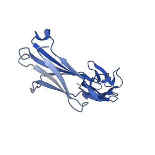 23877_7mjl_L_v1-0
Cryo-EM structure of the SARS-CoV-2 N501Y mutant spike protein ectodomain bound to Fab ab1 (focused refinement of RBD and Fab ab1)