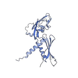 23900_7mkn_A_v1-2
Escherichia coli RNA polymerase and RapA elongation complex