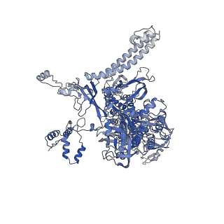 23900_7mkn_C_v1-2
Escherichia coli RNA polymerase and RapA elongation complex