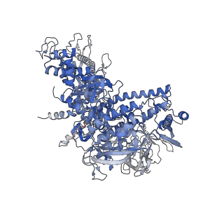 23900_7mkn_D_v1-2
Escherichia coli RNA polymerase and RapA elongation complex