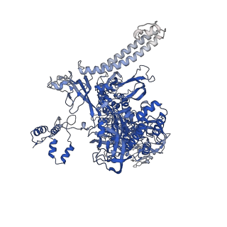 23901_7mko_C_v1-2
Escherichia coli RNA polymerase elongation complex