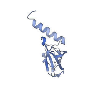 3525_5mlc_R_v1-5
Cryo-EM structure of the spinach chloroplast ribosome reveals the location of plastid-specific ribosomal proteins and extensions