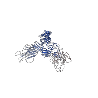 23915_7mm0_C_v1-3
Cryo-EM structure of SARS-CoV-2 spike in complex with neutralizing antibody B1-182.1 that targets the receptor-binding domain
