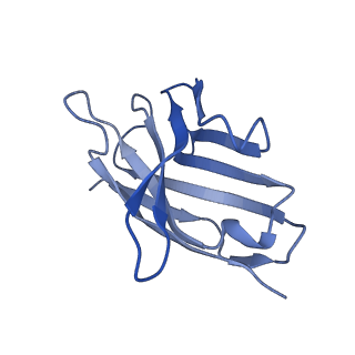 8977_6mpg_3_v2-0
Cryo-EM structure at 3.2 A resolution of HIV-1 fusion peptide-directed antibody, A12V163-b.01, elicited by vaccination of Rhesus macaques, in complex with stabilized HIV-1 Env BG505 DS-SOSIP, which was also bound to antibodies VRC03 and PGT122
