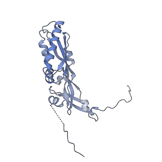 23936_7mq8_NM_v1-1
Cryo-EM structure of the human SSU processome, state pre-A1