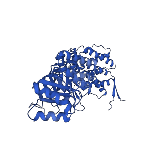 9195_6mrc_F_v1-2
ADP-bound human mitochondrial Hsp60-Hsp10 football complex