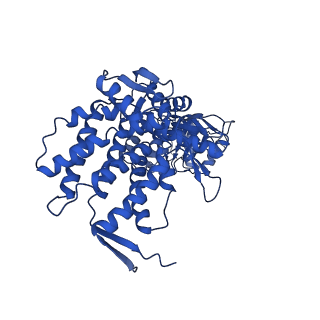 9195_6mrc_J_v1-2
ADP-bound human mitochondrial Hsp60-Hsp10 football complex