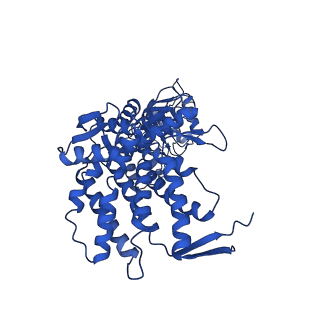 9195_6mrc_K_v1-2
ADP-bound human mitochondrial Hsp60-Hsp10 football complex
