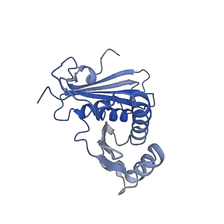 23976_7mt7_c_v1-1
Mtb 70S with P and E site tRNAs