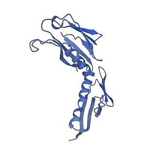 9239_6mtc_H_v1-1
Rabbit 80S ribosome with Z-site tRNA and IFRD2 (unrotated state)